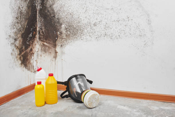 Professional Mold Removal in Anna, TX