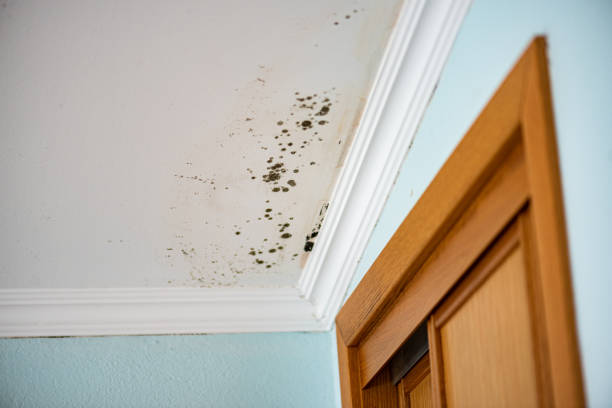 Best Affordable Mold Removal  in Anna, TX