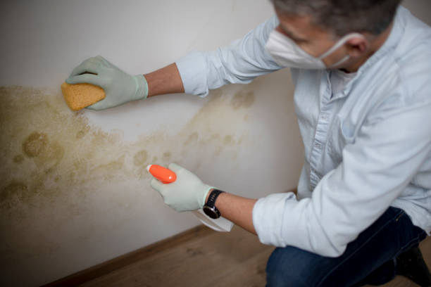 Best Residential Mold Removal  in Anna, TX