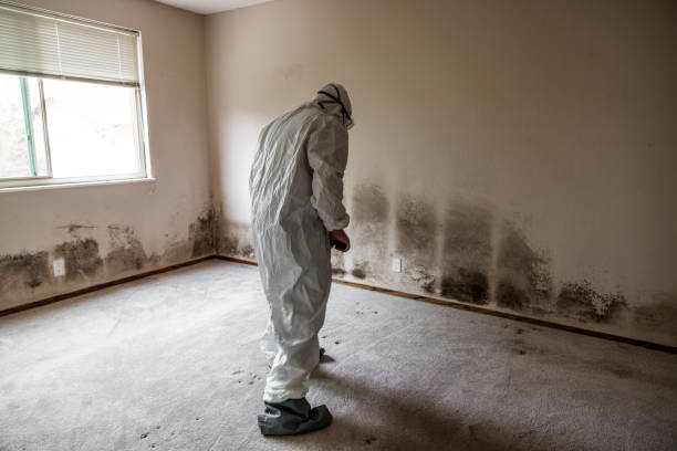 Best Home Mold Removal  in Anna, TX