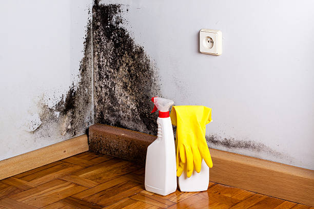 Mold Testing and Removal in Anna, TX