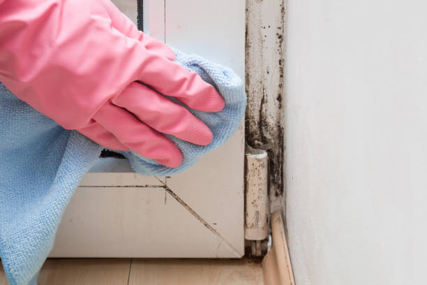 Best Mold Testing  in Anna, TX