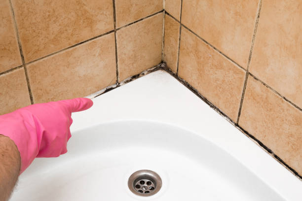 Best Local Mold Removal Service  in Anna, TX